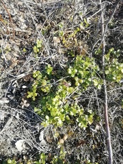 Vaccinium vitis-idaea