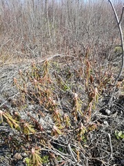 Rhododendron tomentosum