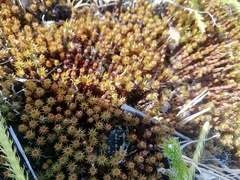 Polytrichum