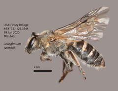 Lasioglossum sisymbrii
