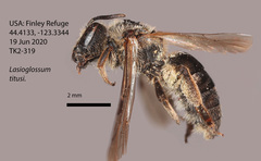 Lasioglossum titusi