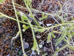 Lycopodium clavatum