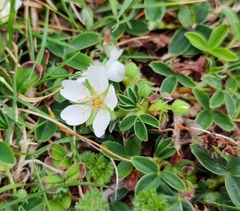 Potentilla montana