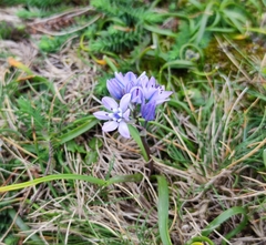 Scilla verna
