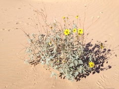 Helianthus niveus tephrodes