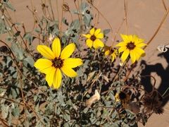 Helianthus niveus tephrodes