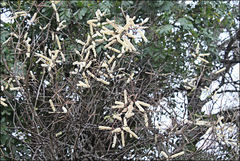 Senegalia nigrescens