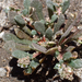 Calyptridium monandrum - Photo (c) Manzanita Dictionary,  זכויות יוצרים חלקיות (CC BY-NC-SA), הועלה על ידי Manzanita Dictionary