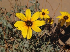 Helianthus niveus tephrodes