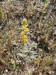 Lupinus citrinus