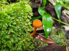 Gymnopilus ferruginosus