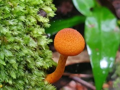 Gymnopilus ferruginosus