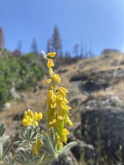 Lupinus citrinus