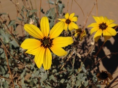 Helianthus niveus tephrodes