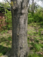 Quercus