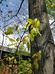 Quercus