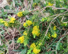 Thymelaea coridifolia