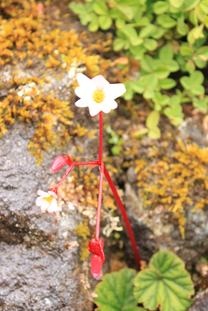 Begonia pleiopetala