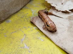 Eupanacra