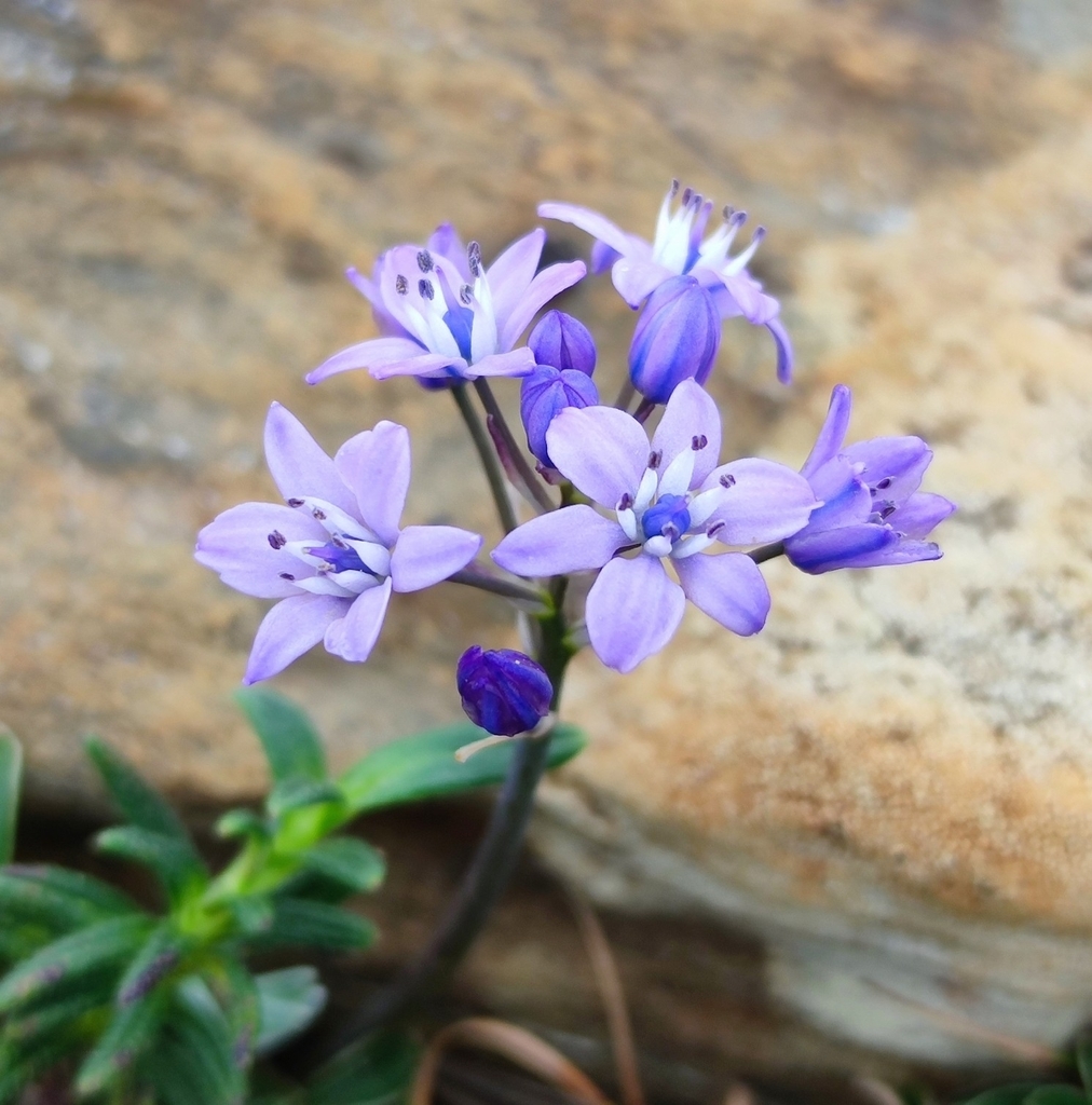 Scilla merinoi