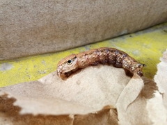 Eupanacra