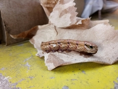 Eupanacra