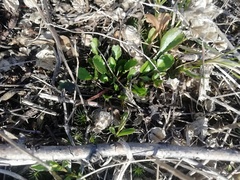 Leucanthemum ircutianum