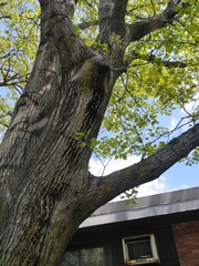 Quercus