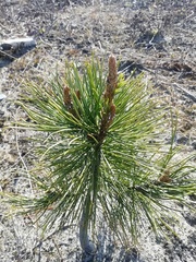 Pinus sibirica