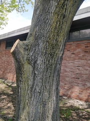 Quercus