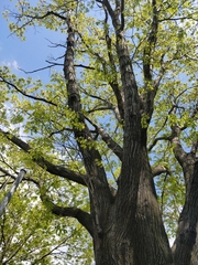 Quercus