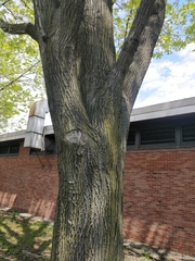 Quercus