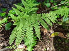 Dryopteris aemula