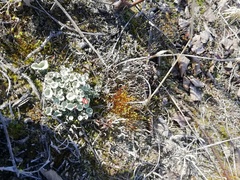 Cladonia