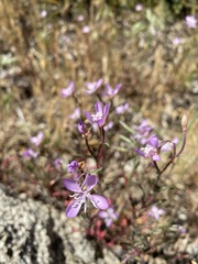 Clarkia modesta