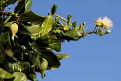 Barringtonia asiatica