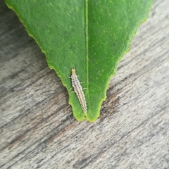 Drepanacra binocula
