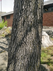 Liquidambar styraciflua