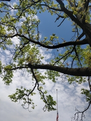 Liquidambar styraciflua
