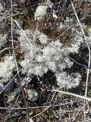 Cladonia