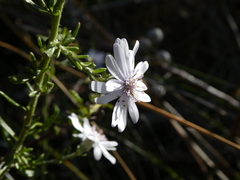 Olearia lehmanniana