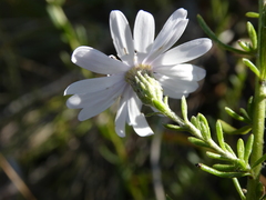 Olearia lehmanniana