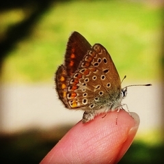 Polyommatus icarus