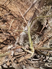 Tillandsia intermedia
