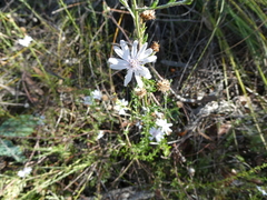 Olearia lehmanniana