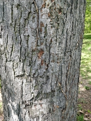 Acer