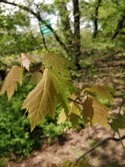 Acer