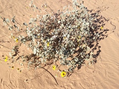 Helianthus niveus tephrodes