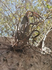 Tillandsia intermedia