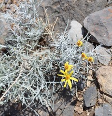 Senecio flaccidus flaccidus